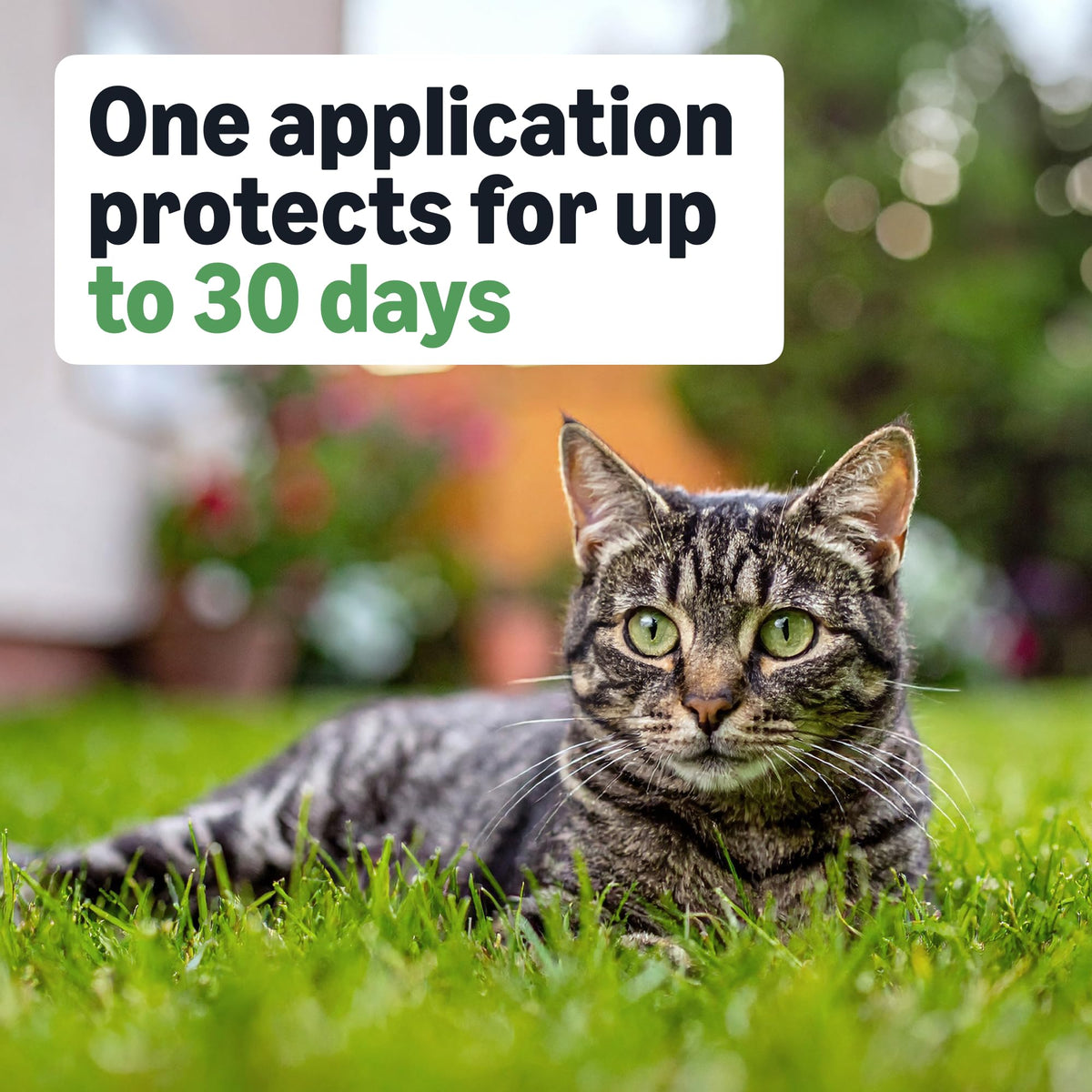 Flea and Tick Topical Treatment for Cats 6 Count L77287